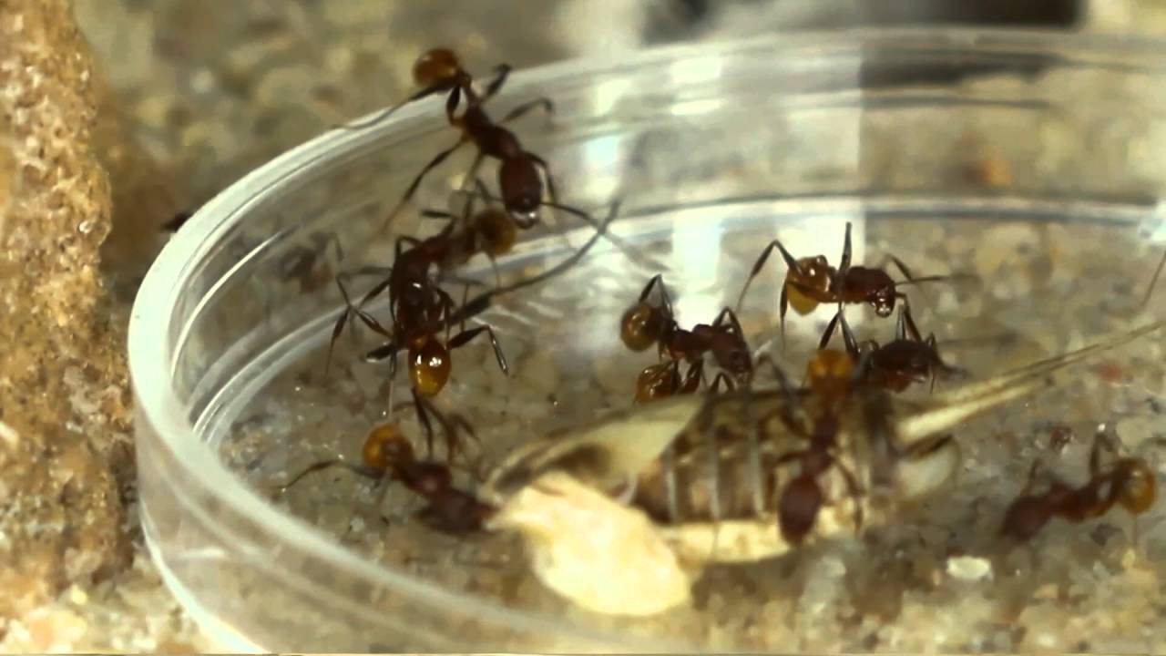 Tar Heel Ants Formicaria Options Video #4: Decor Styles