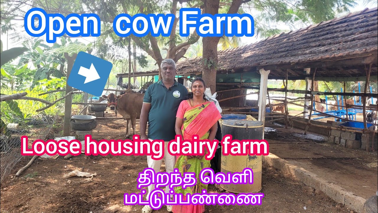 Open  cow Farm / Loose housing dairy farm / திறந்த  வெளி மட்டுப்பண்ணை