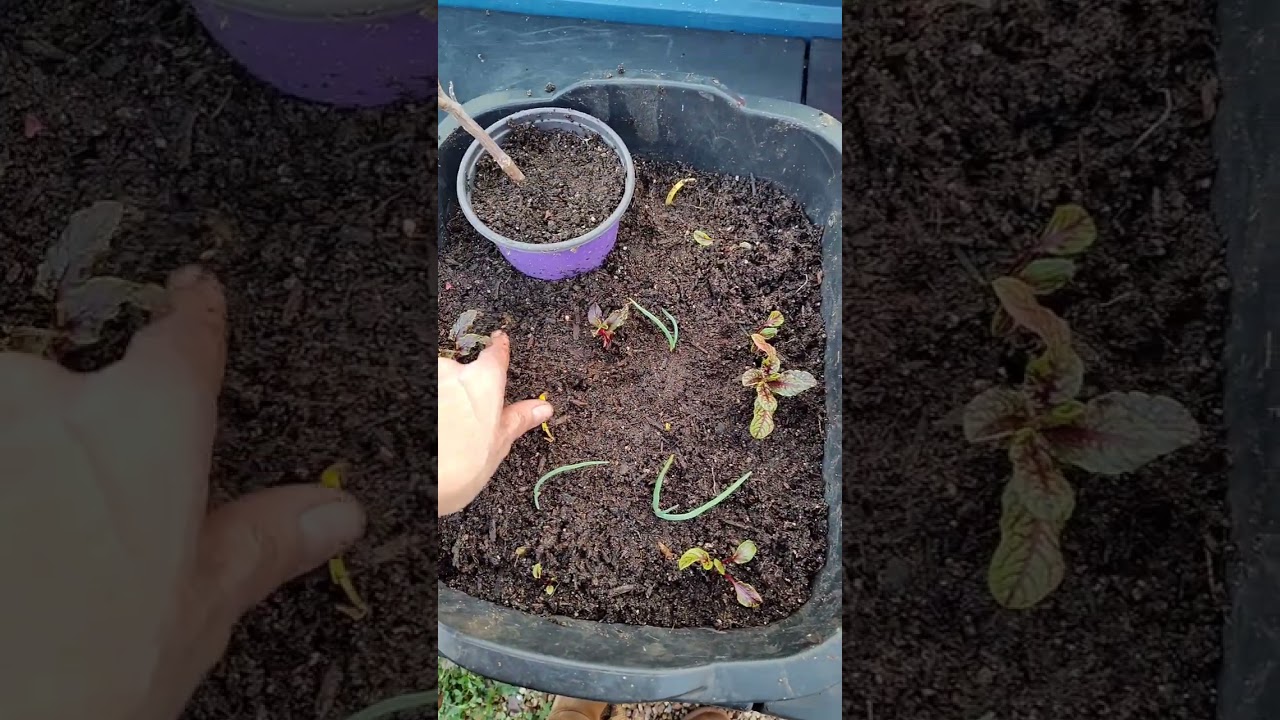 Ring Around the Garden 3-Feb-2026