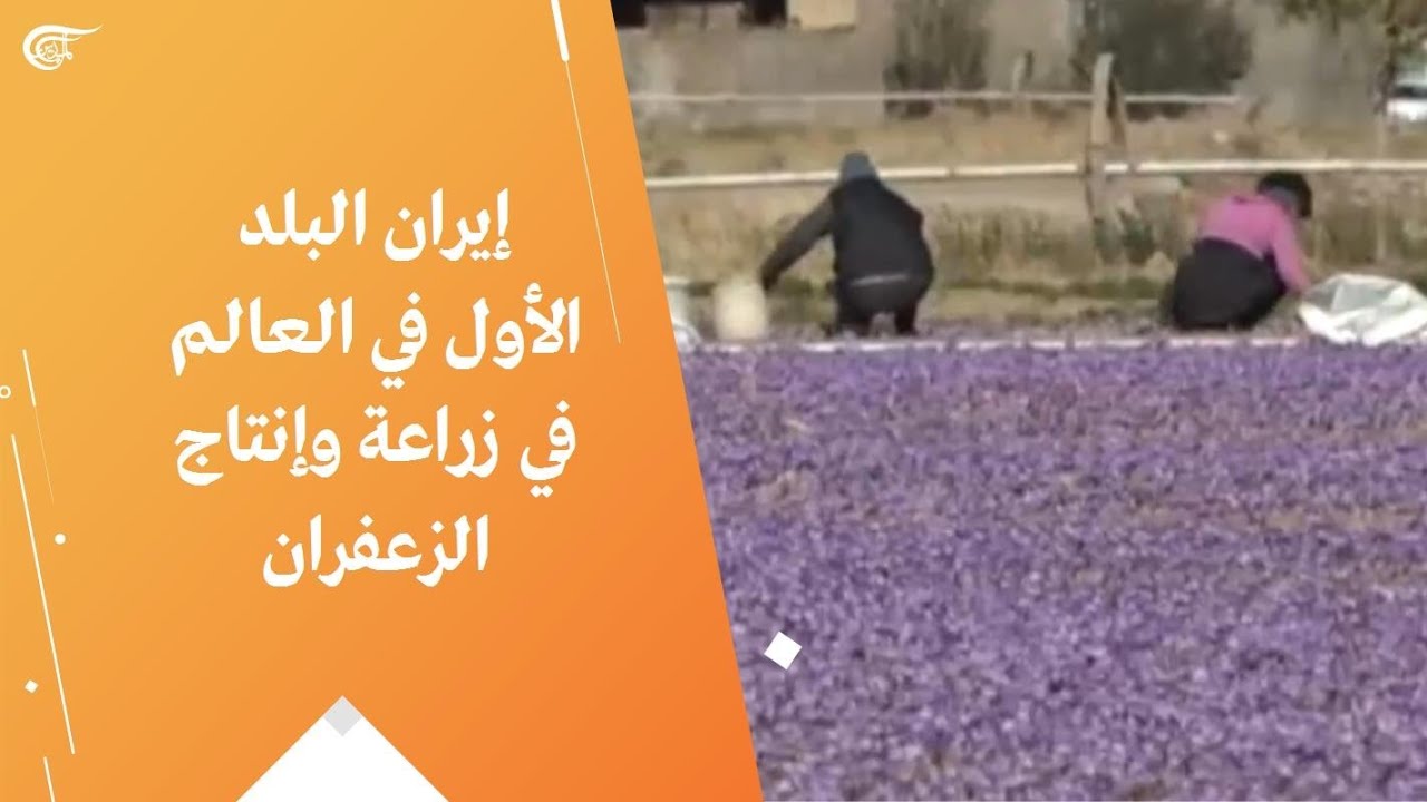 إيران البلد الأول في العالم في زراعة وإنتاج الزعفران