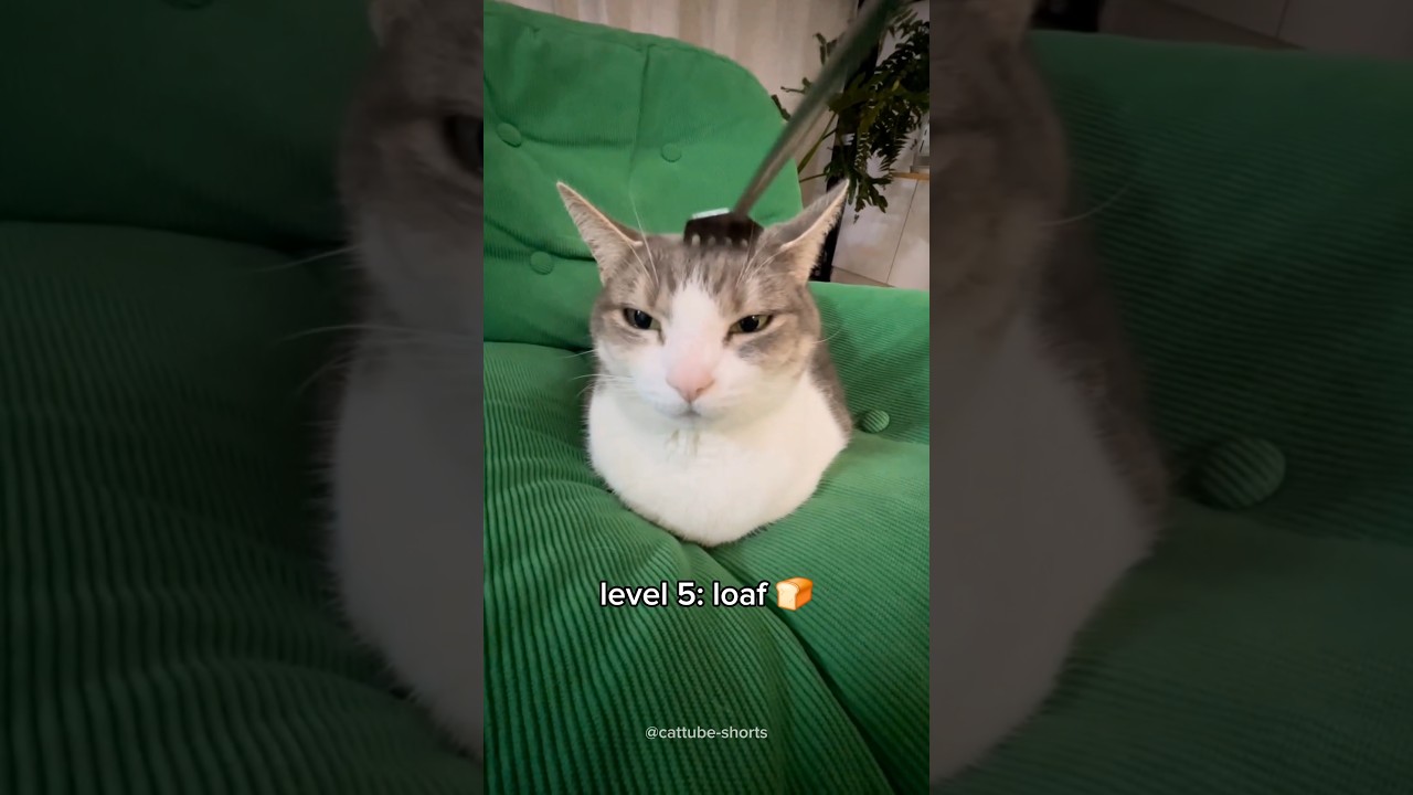 cats getting cuter 🥹