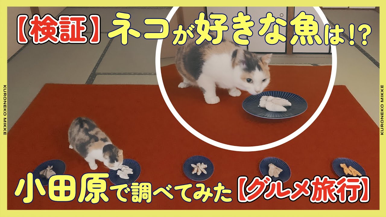 【検証】ネコがいちばん好きな魚は何なのか小田原に行って調べてみた
