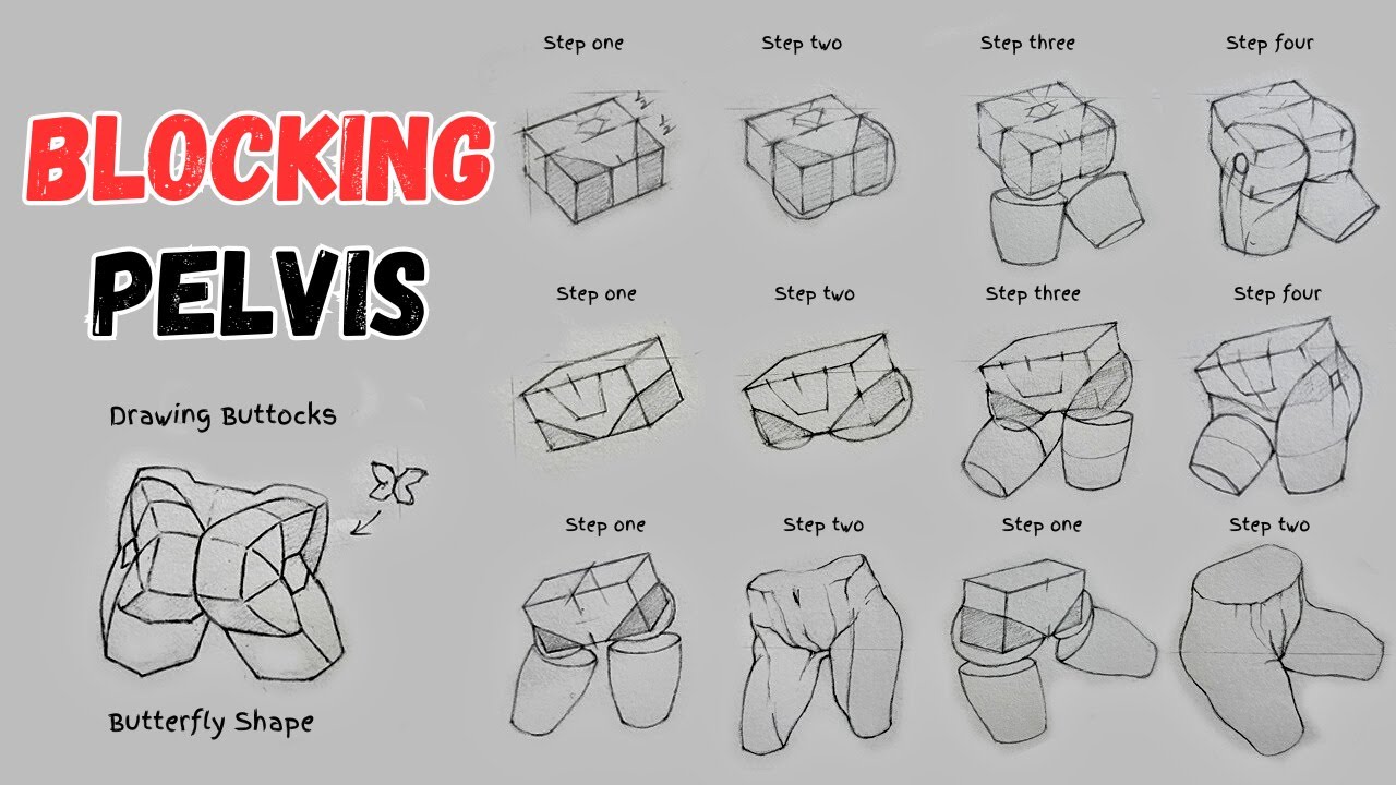 Draw Pelvis Easily in 4 Steps