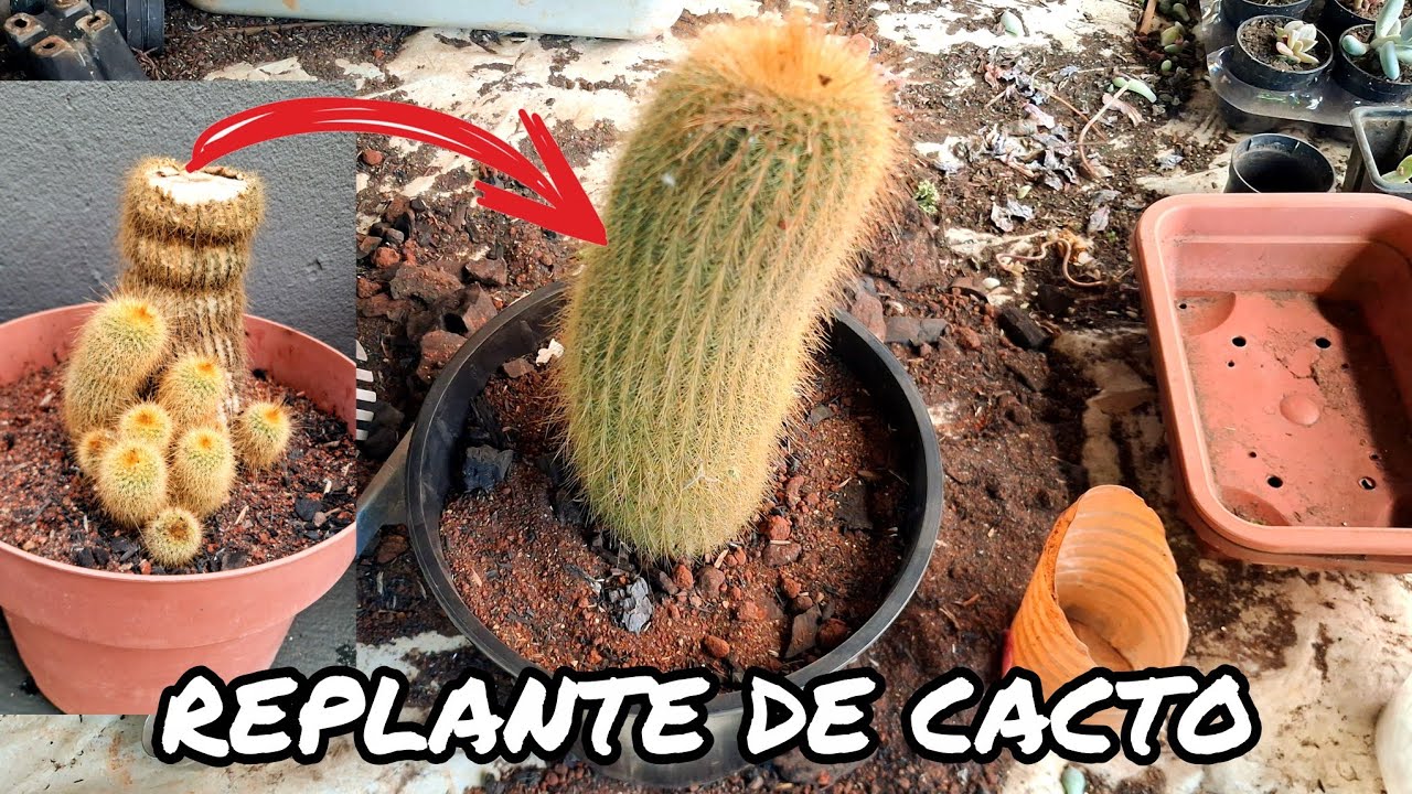 COMO REPLANTAR CACTO + SUCULENTAS NA JARDINEIRA DE TRONCO | JARDIM DOS CACTOS