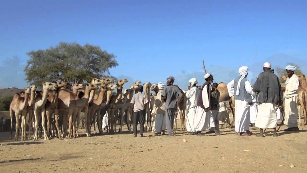 Eritrea - Keren Camel Market