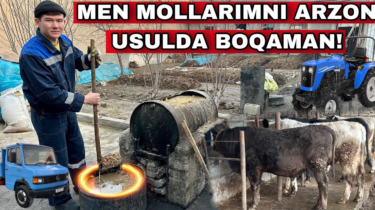 Mol Boqishdan Foyda Yo’q Deganlar Ko’rsin Buni! Arzon usulda mol boqish siri… 