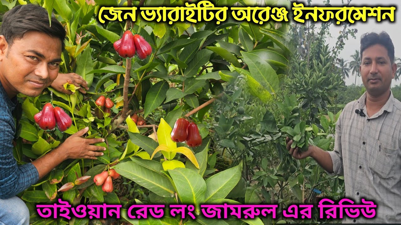তাইওয়ান রেড লং জামরুল এর কমপ্লিট রিভিও। সত্যিই কি খুব মিষ্টি ?
