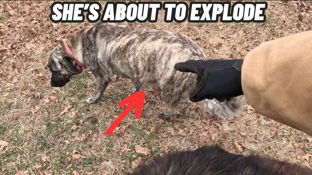 Livestock Guardian Dog About to BURST With Puppies!