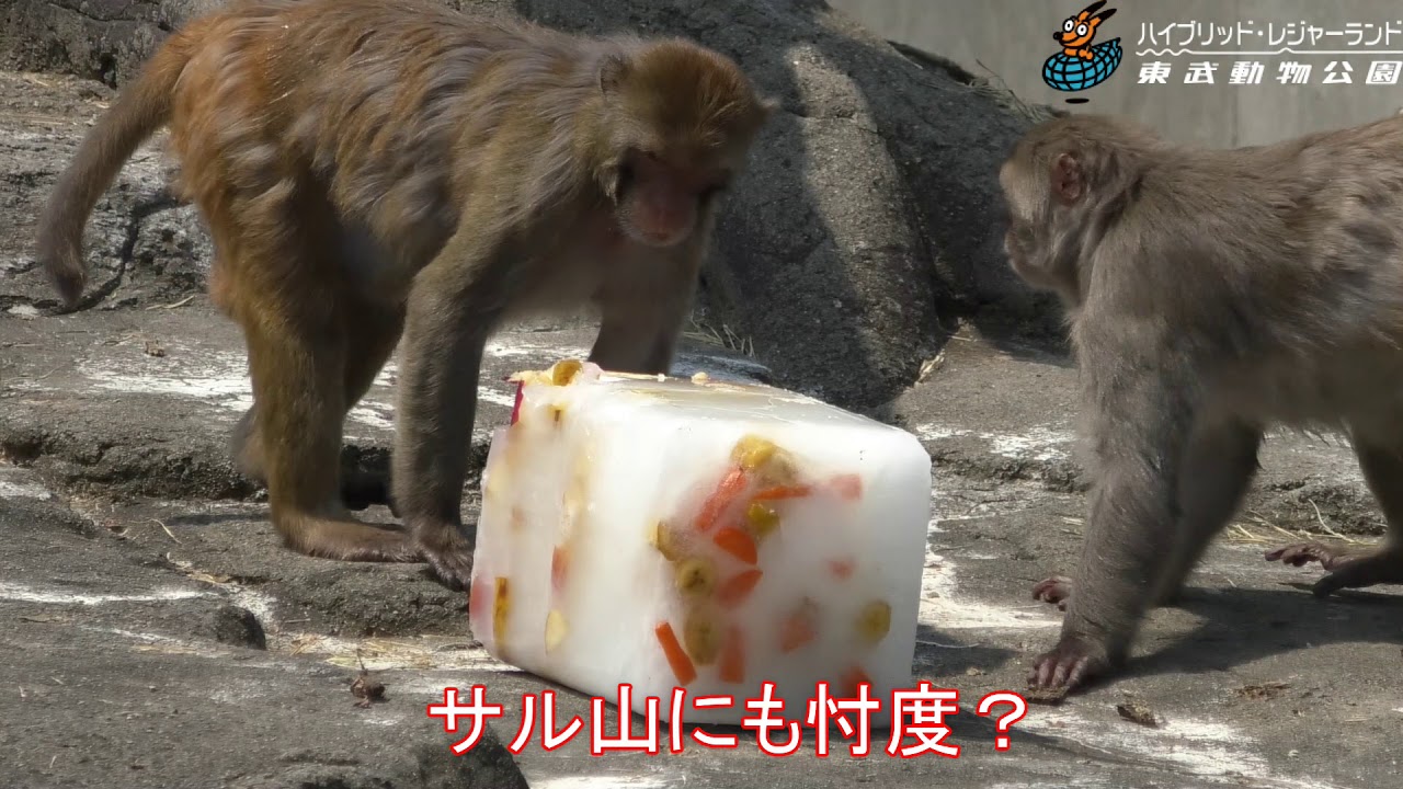 サル山の氷イベント　＆　冷やしたぬき　　東武動物公園