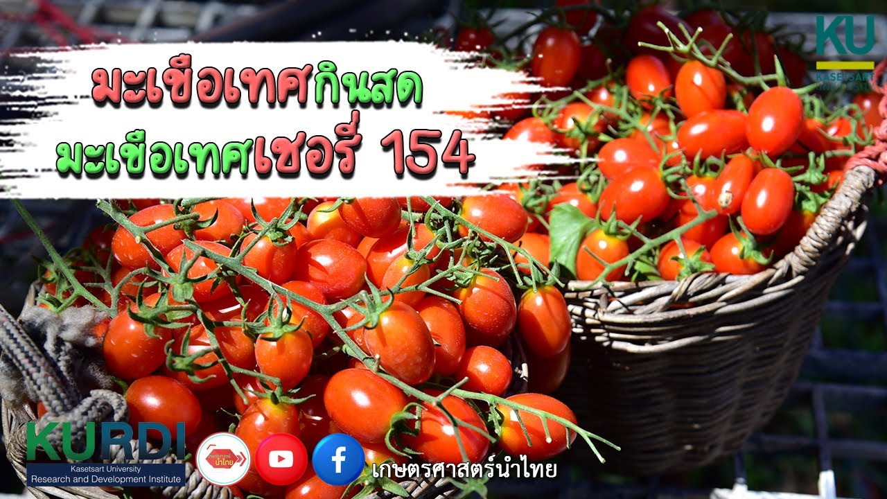 มะเขือเทศกินสด มะเขือเทศเชอรี่ 154