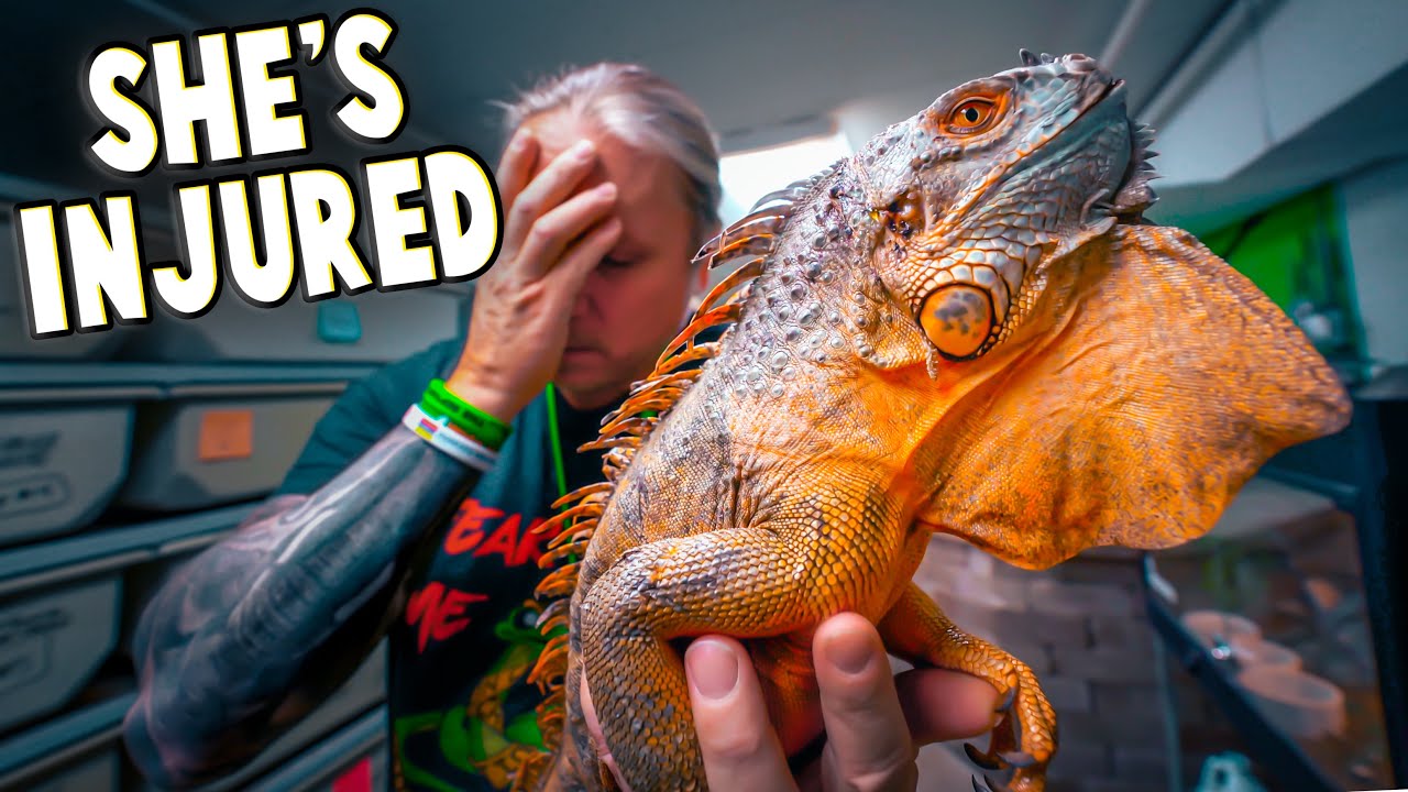 Can't Believe this Happened to My Iguana!!