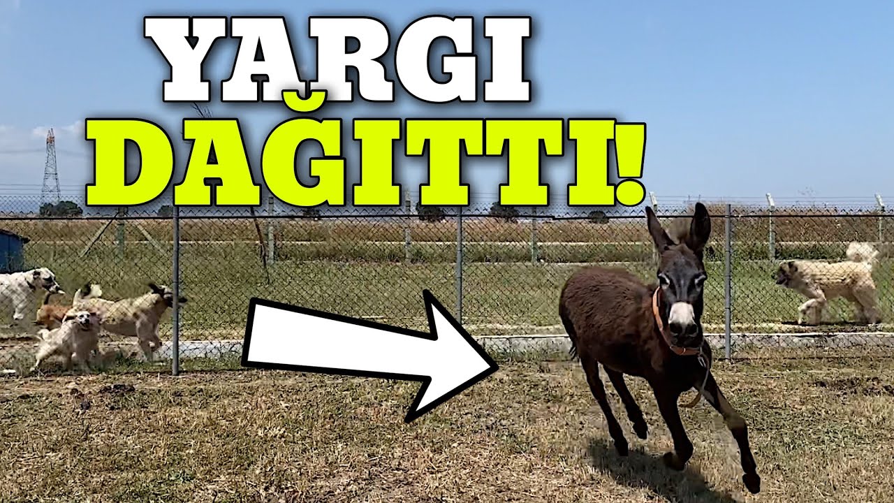Eşek Köpeklere Uçan Tekme Attı Onu Hiç Böyle Görmedim!
