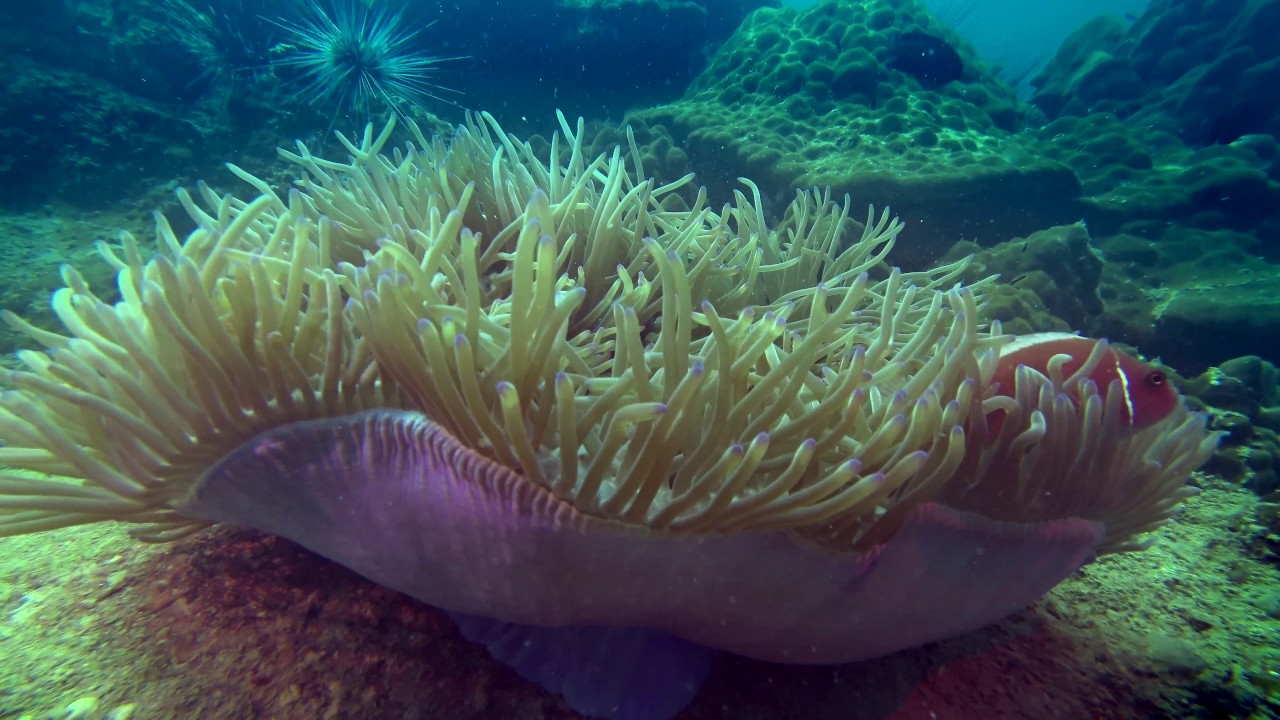 4K scuba dive footage with the SONY ActionCam FDR-X3000R