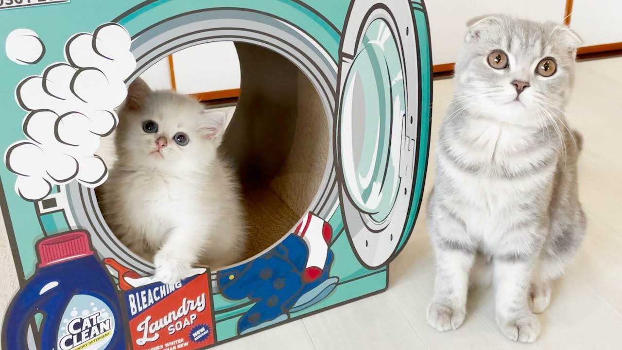 Can kittens share a new claw sharpener?