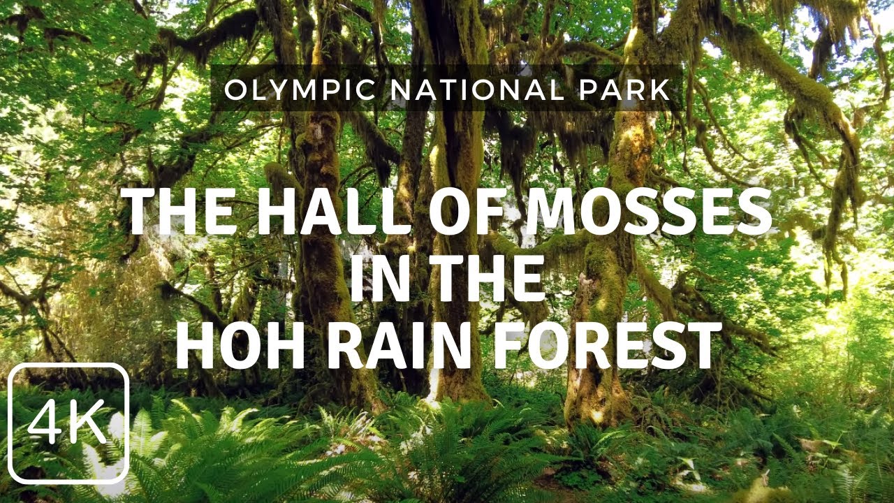 In the Hoh Rain Forest | Hiking the Hall of Mosses Trail | Olympic National Park, Washington
