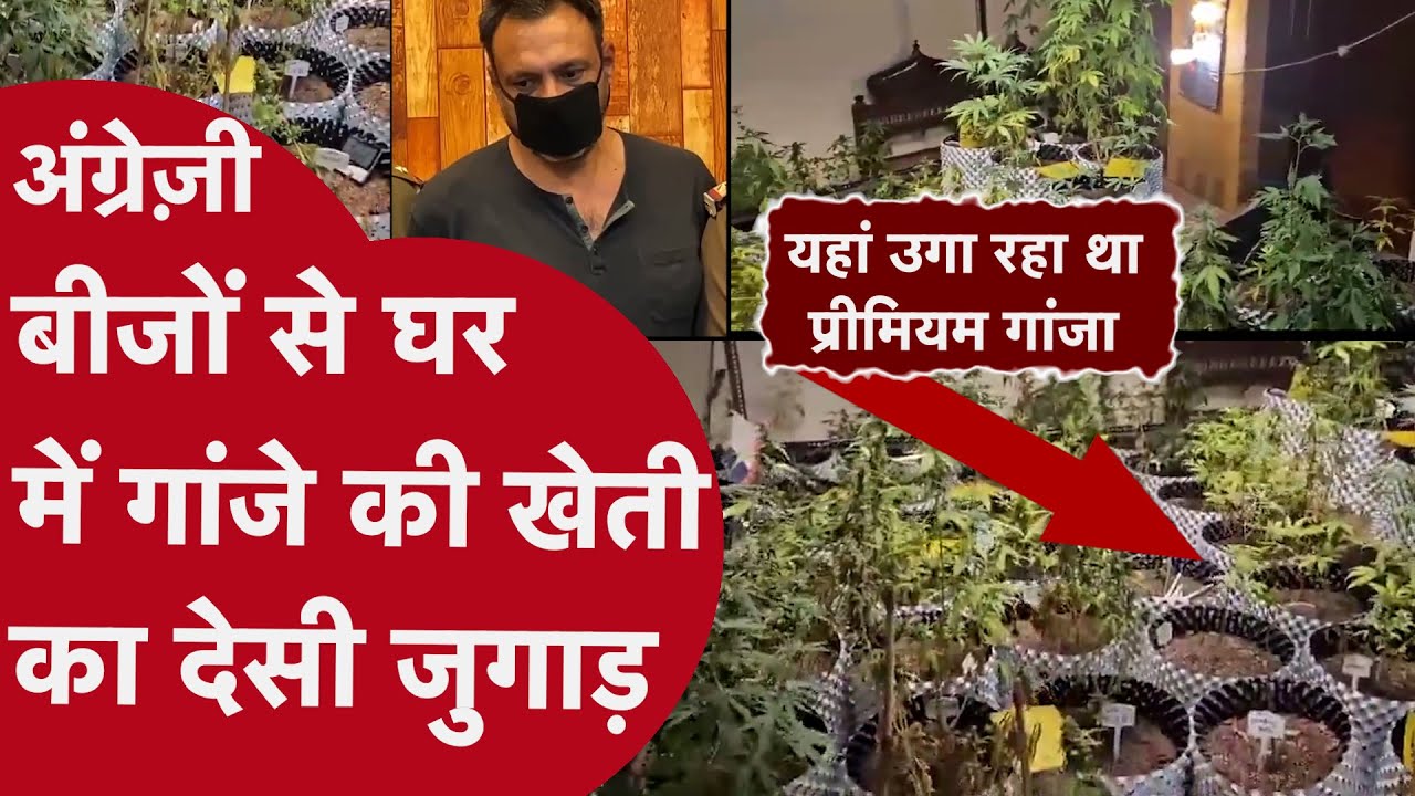 गमलों में गांजे के पौधे और हर महीने ढाई लाख की कमाई...फ्लैट में गांजा उगाने वाले राहुल की पूरी कहानी