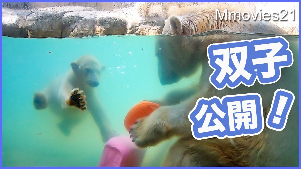【双子のホッキョクグマ公開】潜水特訓中！こぐまの見分け方★父カイのビッグダイブ！八木山動物公園のホッキョクグマPolar Bear Twin Cubs Yagiyama zoological park
