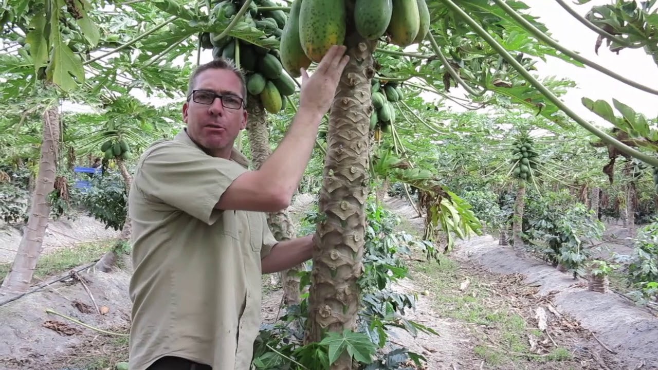 Skybury Winter Papaya Pick