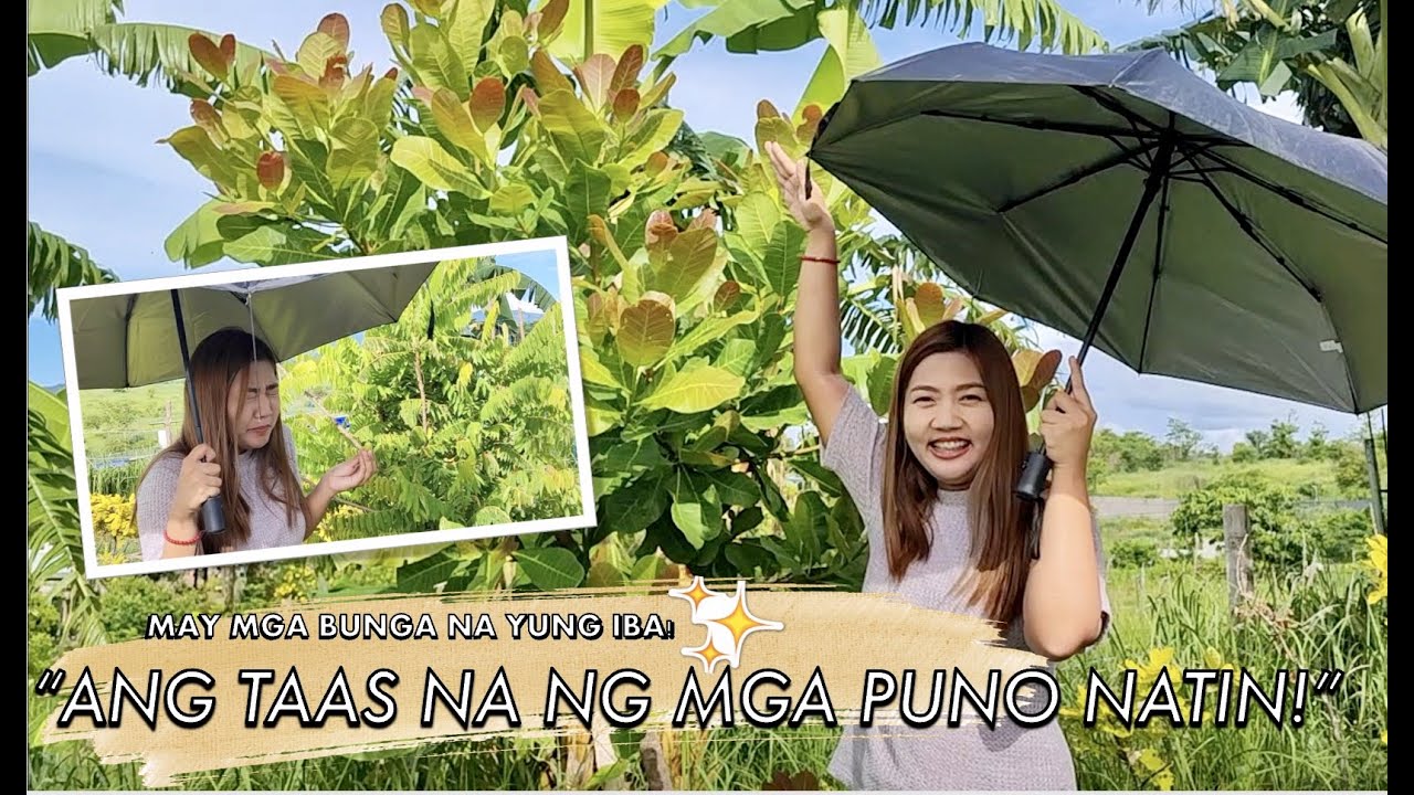 "ANG TAAS NA NG MGA PUNO NATIN!🌳🌱🍃(May mga bunga na yung iba!)🍇” | Anghet Cayetano