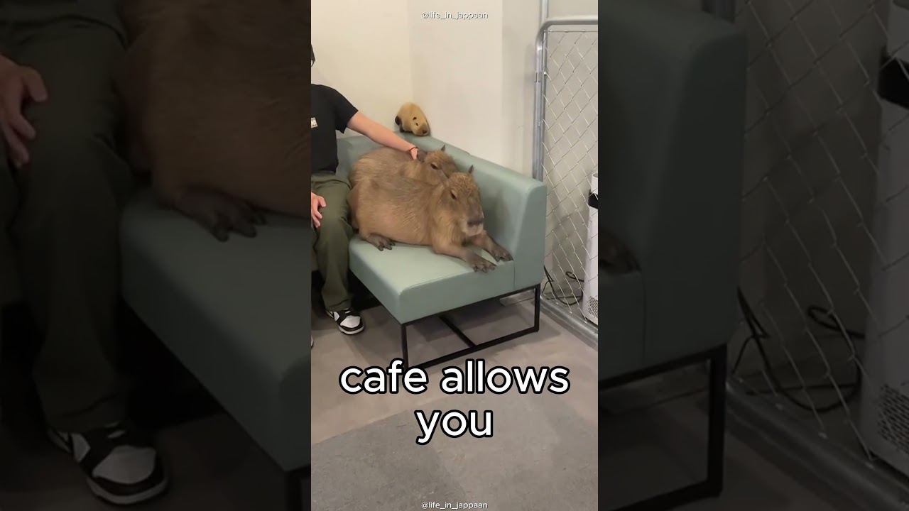 Would you go to this Capybara Cafe in JAPAN? 📍Capyba Cafe