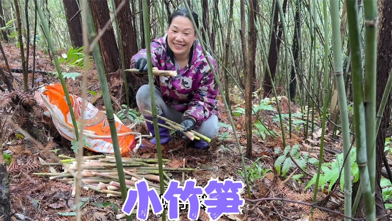 大山的小笋子疯长，阿恋和婆婆们进山摘笋子，每个人都满载而归