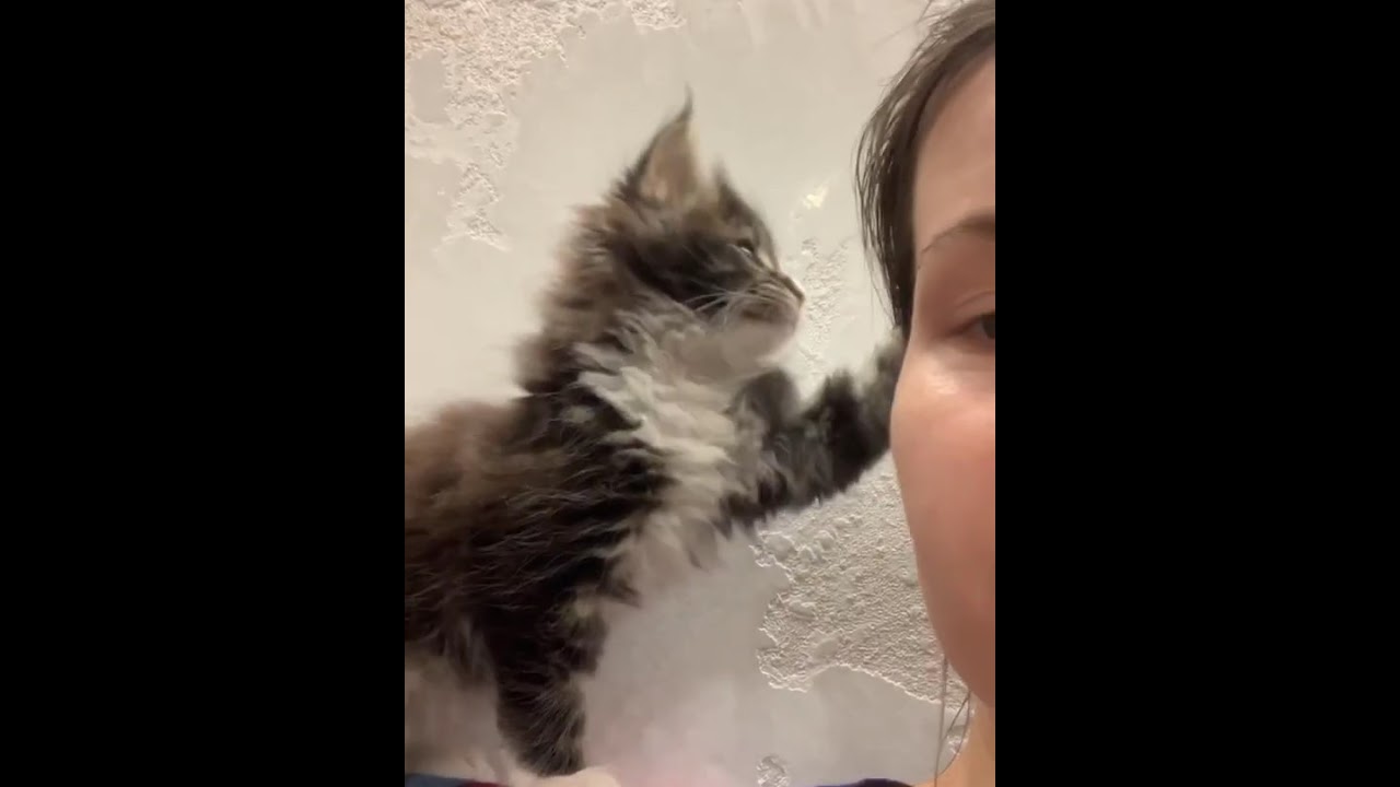 CUTE MAINE COON KITTEN | Милый котенок мейнкун
