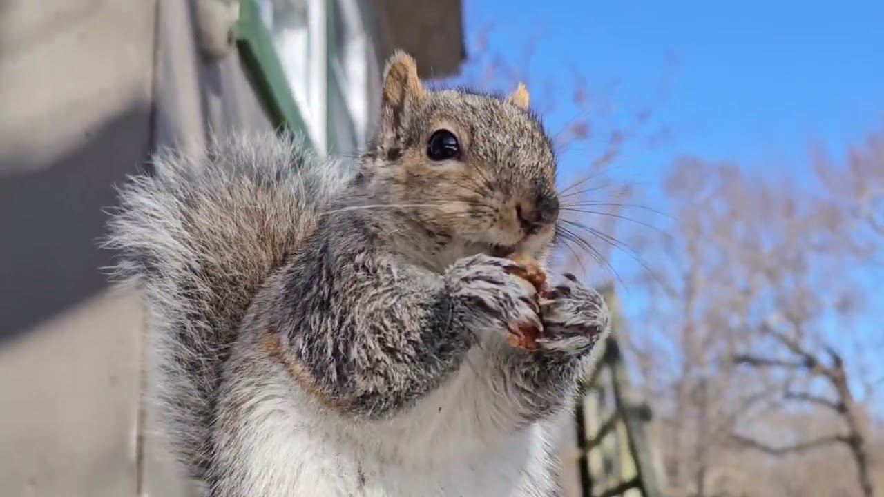 Leroy The Squirrel ep. 55 - Calm before the storm. Be safe!