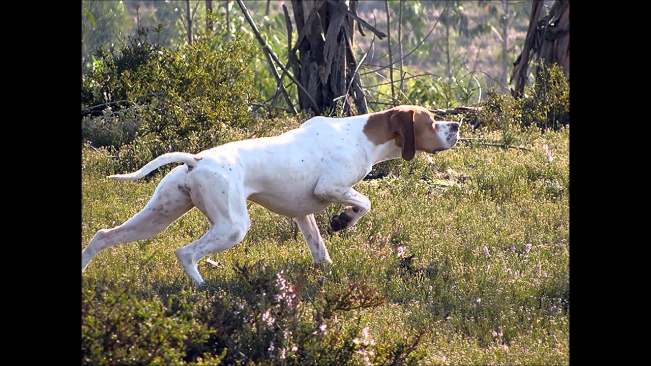 POINTER THE BEST 1 .wmv