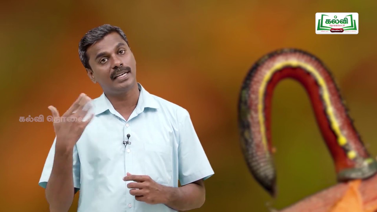 Class 10 | வகுப்பு 10 | அறிவியல் | அலகு 13 | உயிரினங்களின் அமைப்பு நிலைகள் | பகுதி 4 | Kalvi TV