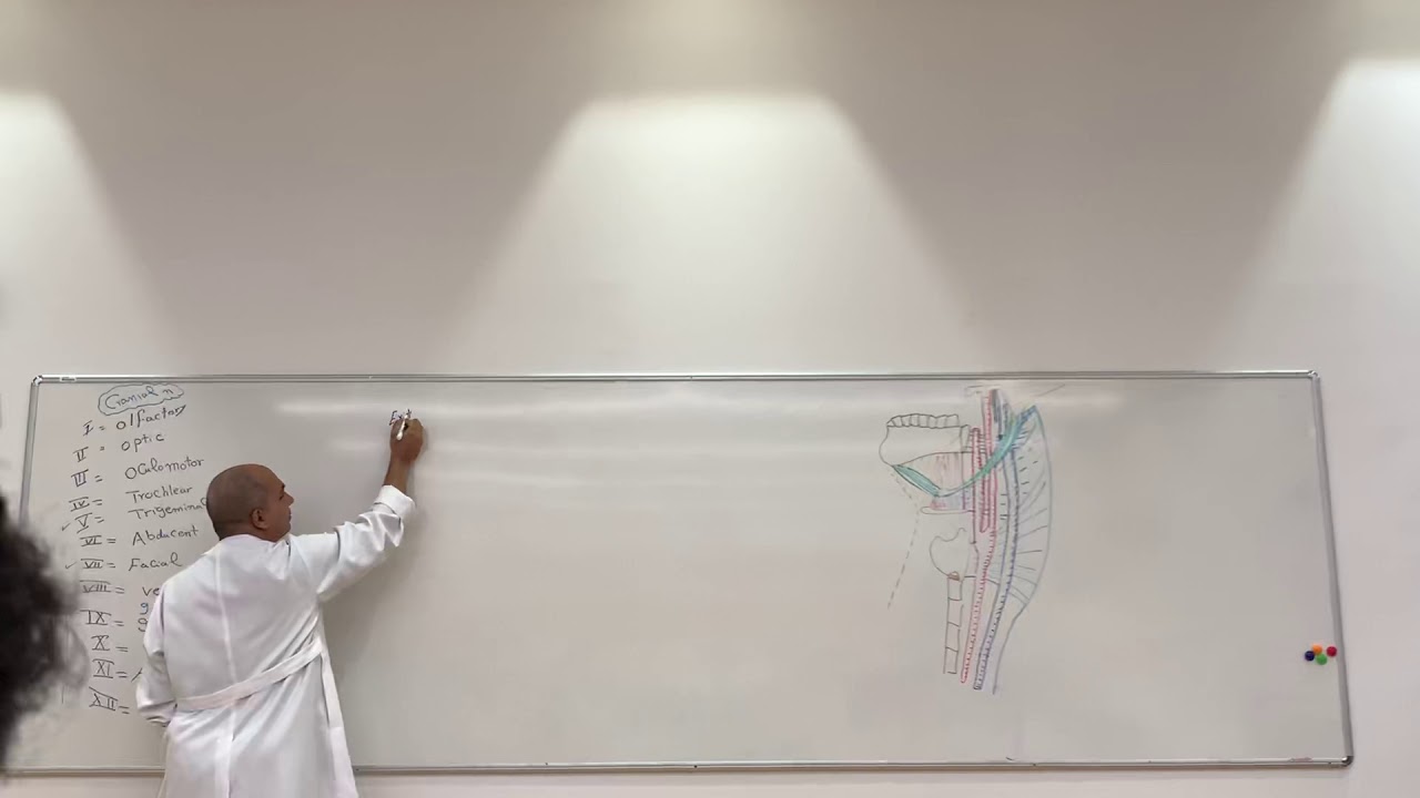 Glossopharyngeal & accessory nerves