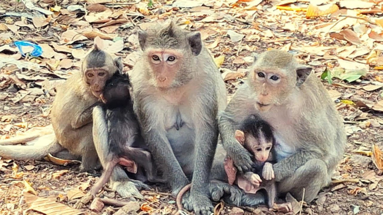 Cutie babies With Brother.