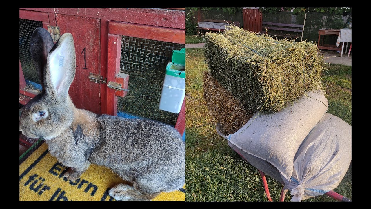 Curățenie la iepuri și discuții generale despre ei👍🥰