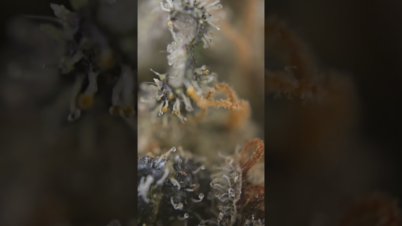 ethos cookies trichome closeup #entertainment #education #music #viralvideo #trending #foryou #yt