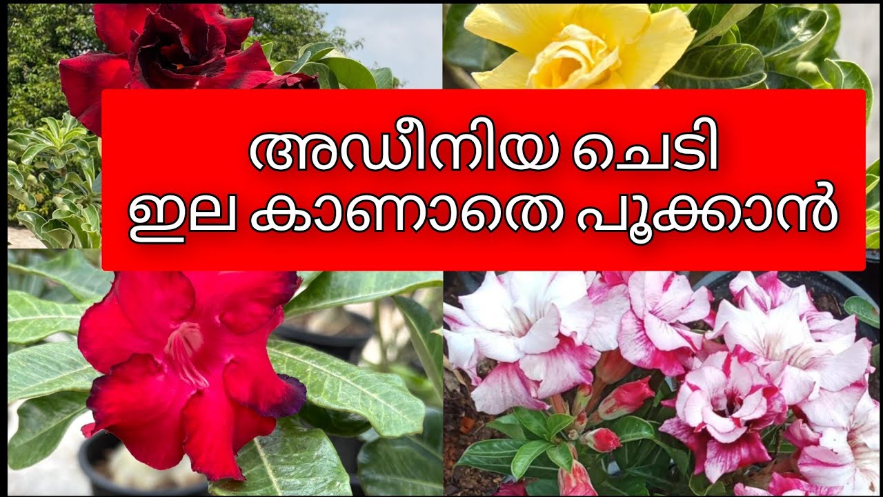 7 secret Tips for 500% More Flowering Adenium || അഡീനിയം ചെടി ഒത്തിരി പൂവിടാൻ 7 Tips