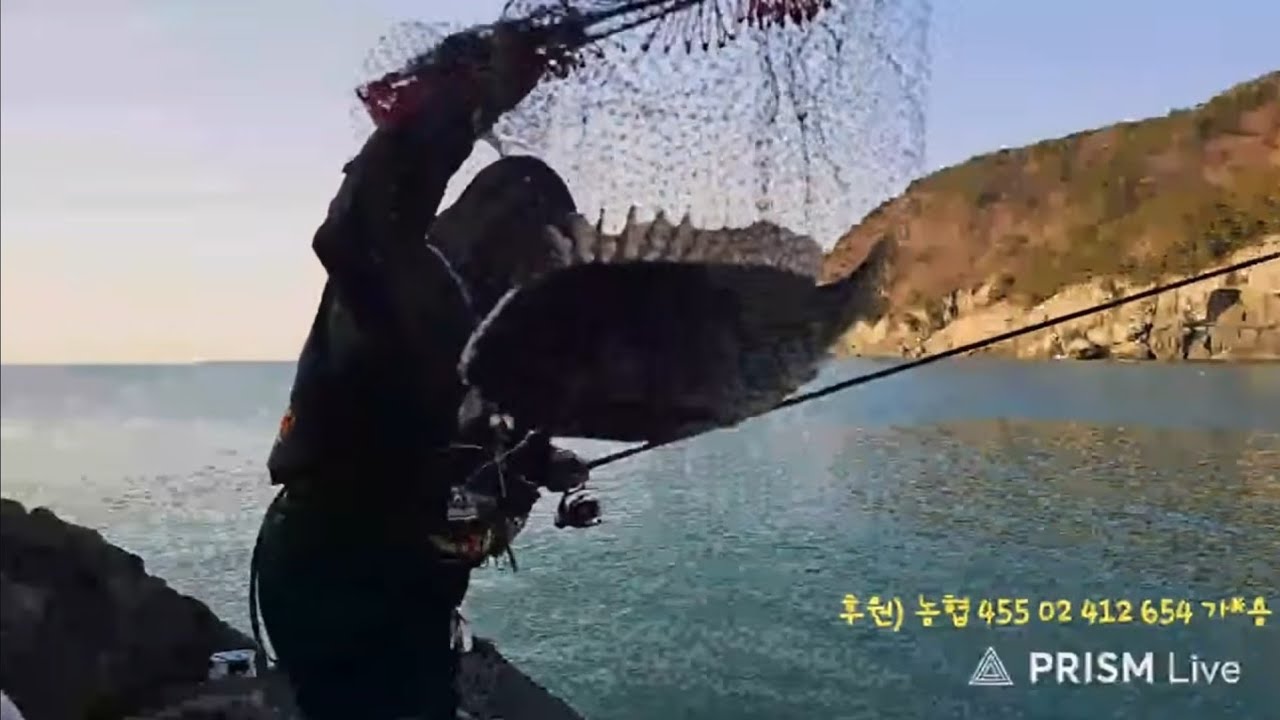 여수 개도 꽝이 없는 방송의 시작! 감성돔낚시! #감성돔 #개도 #낚시 #당두호 #역수개도 #전유동 #감성돔낚시 #fish #fishing #fishingvideo