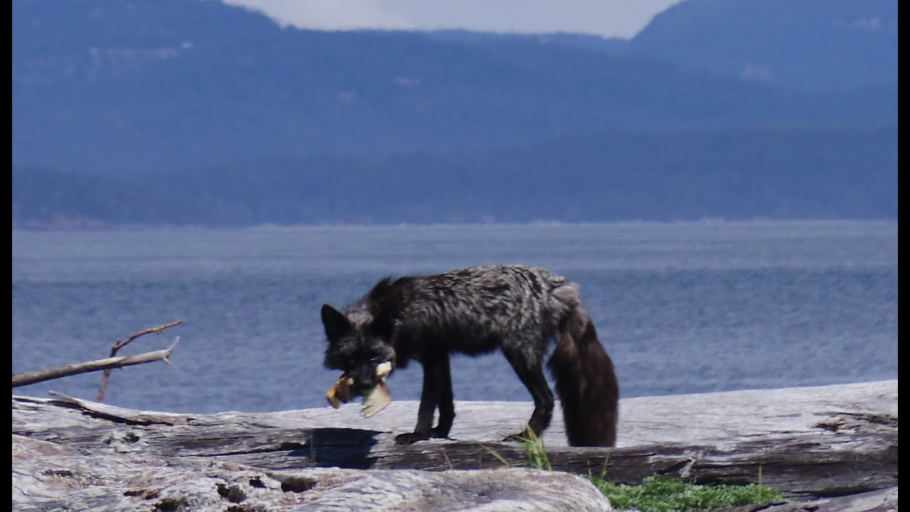ENVC 420 Jakle's Lagoon Field Trip