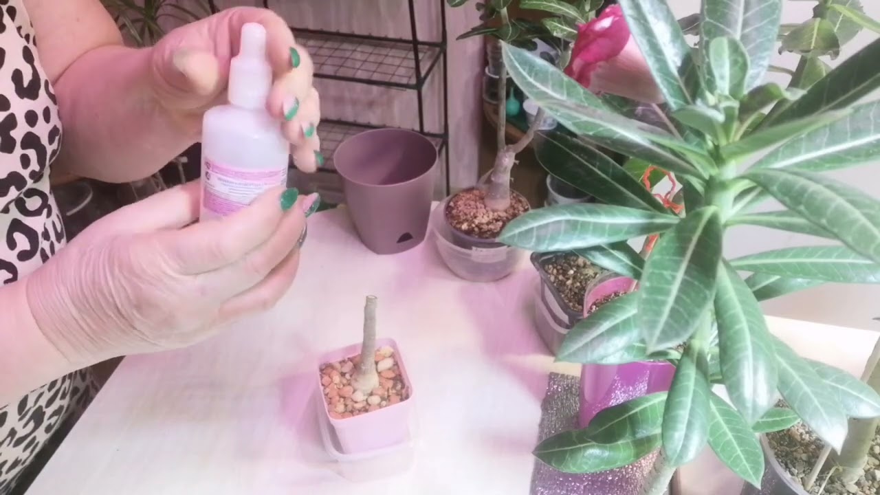 Пересадка адениумов. Прививка на разветвление. 16.01.24г