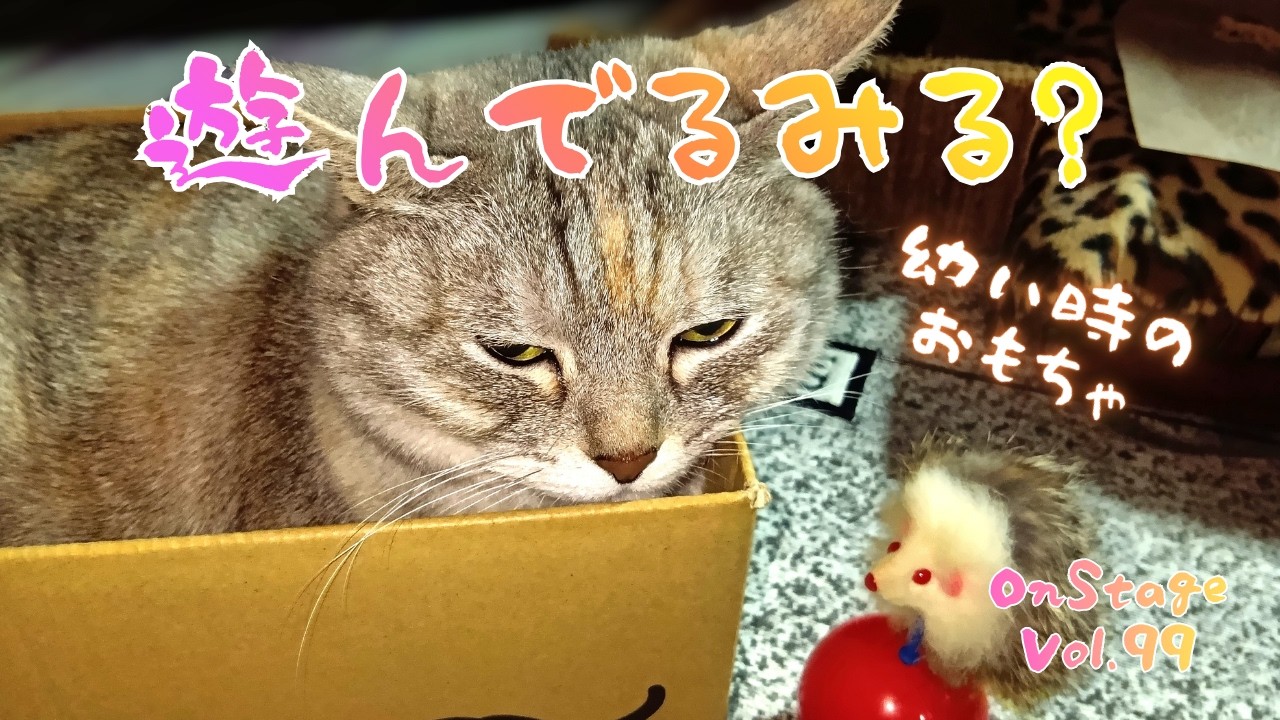 また猫に聞くママ😝このおもちゃはどう❓　ねこネコ猫のちゅ～にゃんオンステージ　[ Ver.99 ] 　#猫　#ペット　#オンステージ 　#保護猫　#猫のおもちゃ