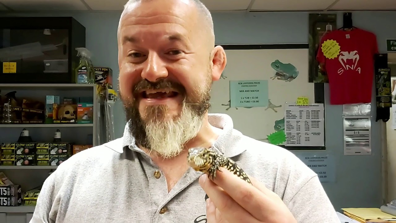 S'N'A Advanced Series : Episode 9 - Black and White Tegu (Salvator merianae)