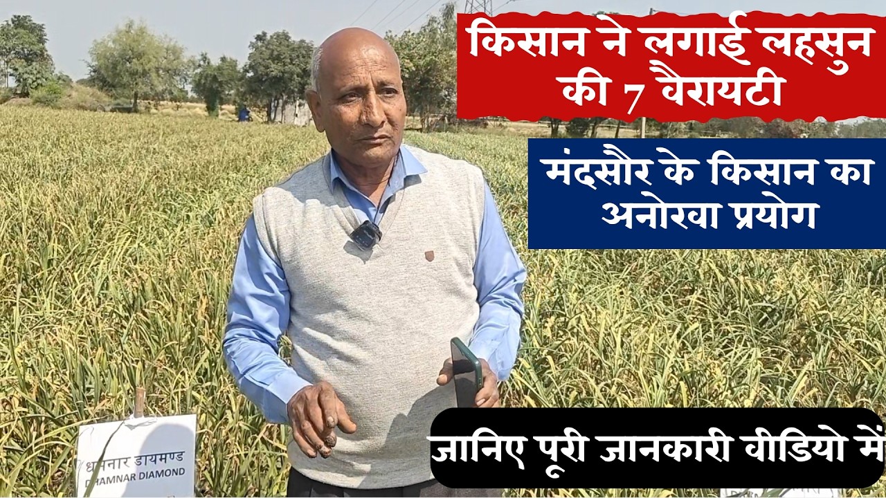 किसान ने लगाई लहसुन की 7 वैरायटी! मंदसौर के किसान का अनोखा प्रयोग | जानिए पूरी सच्चाई#garlicfarming