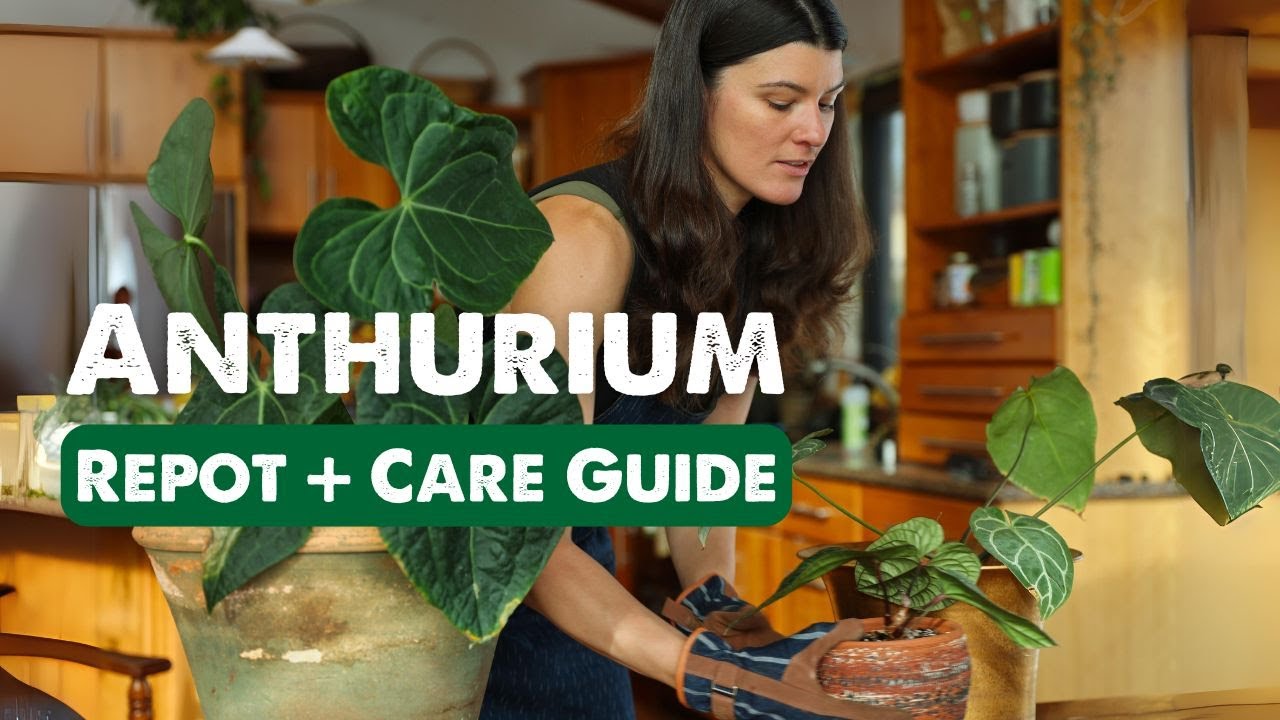 ANTHURIUM CARE! 🌿🌺 || Summer Rayne Oakes