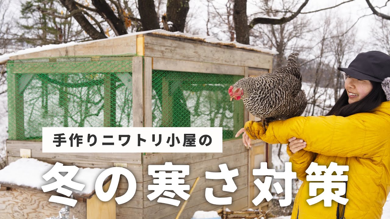 鶏はどの程度寒さに耐えられる？ニワトリ小屋の寒さ対策