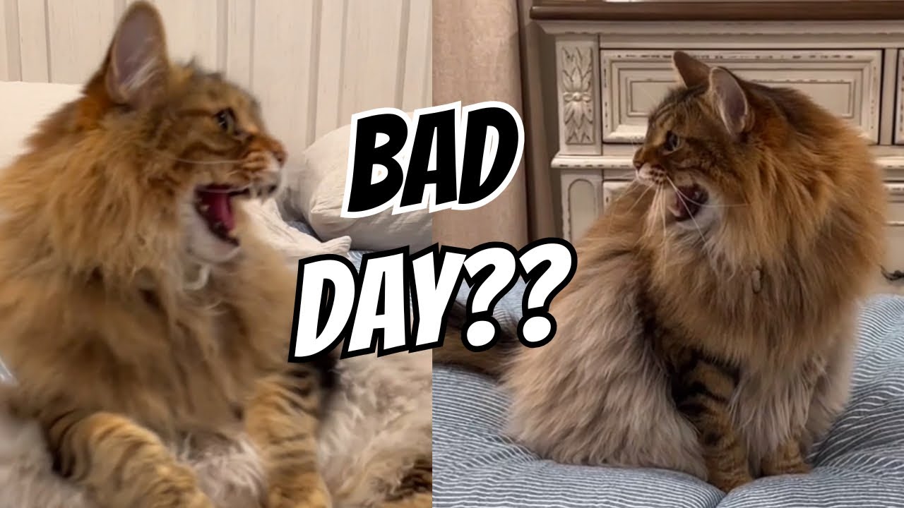 Tigger Sure Is Having A Bad Day…