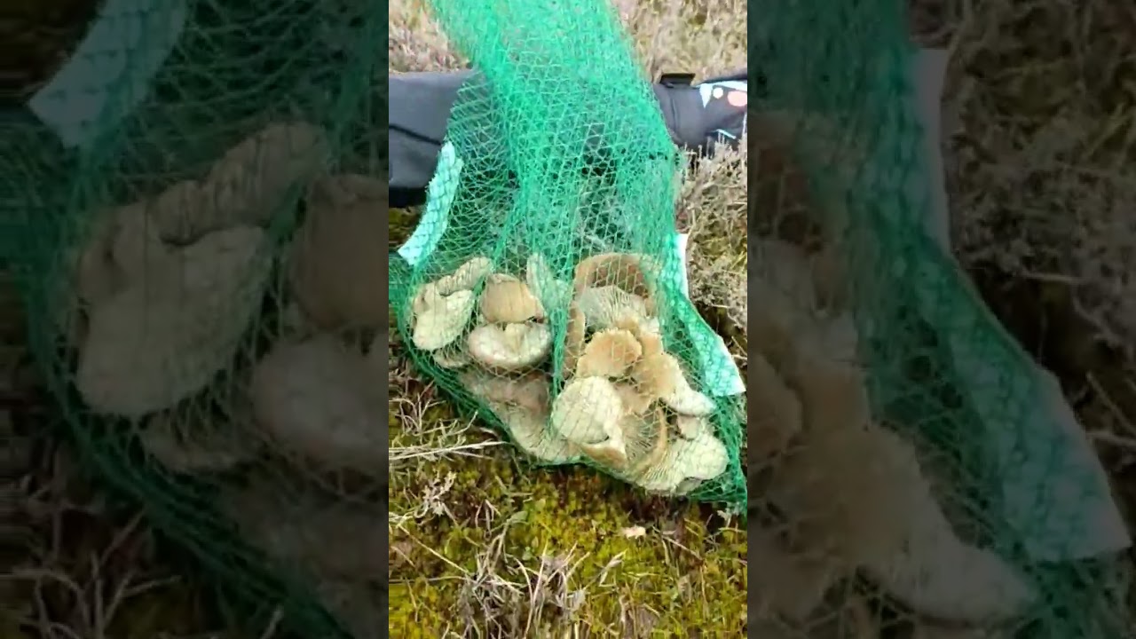 &iexcl;&iexcl; IMPRESIONANTE SETA DE CARDO!! 🍄