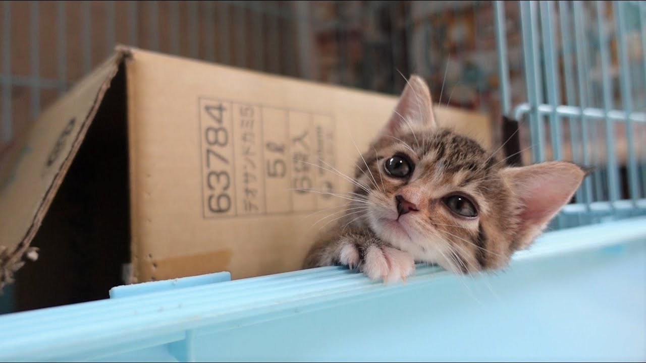 朝寝坊な子猫を起こしに行くとこうなります…
