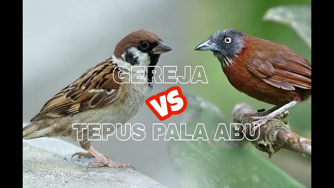 Masteran Gereja vs Tepus Pala Abu – Suara Tajam & Isi Rapat 