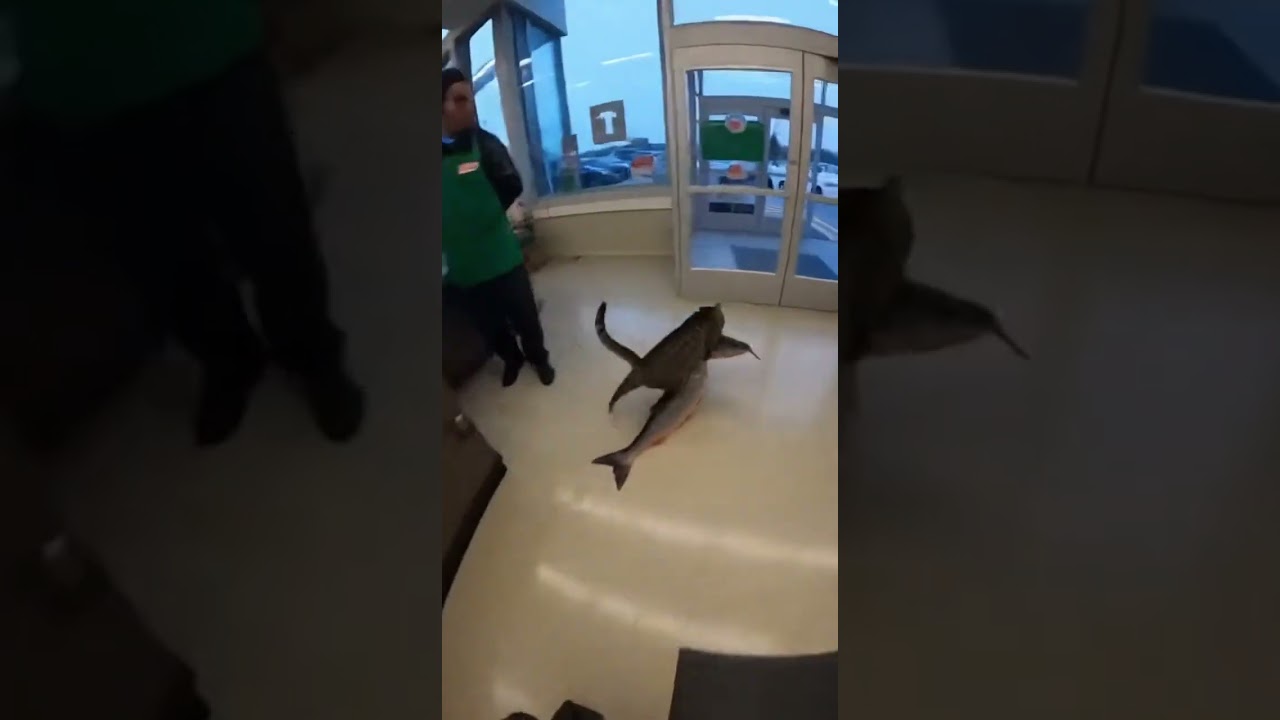 Cat steals fish and causes grocery store chaos