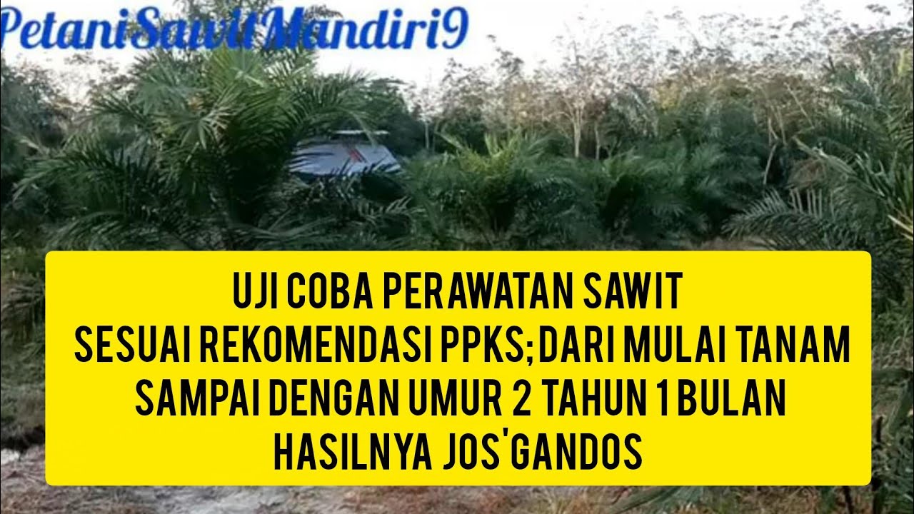 UJI COBA PERAWATAN; SESUAI REKOMENDASI PPKS: DARI MULAI TANAM SAMPAI DENGAN UMUR 2 TAHUN 1 BULAN