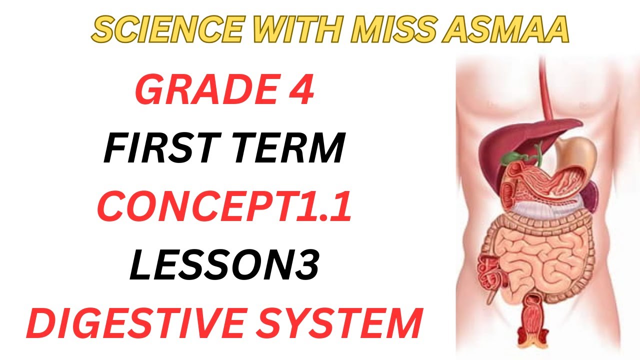 GRADE4-SCIENCE-TREM1-CONCEPT1.1-LESSON3-DIGESTIVE SYSTEM-PART1-ساينس-رابعه-الترم الاول-الجهاز الهضمي