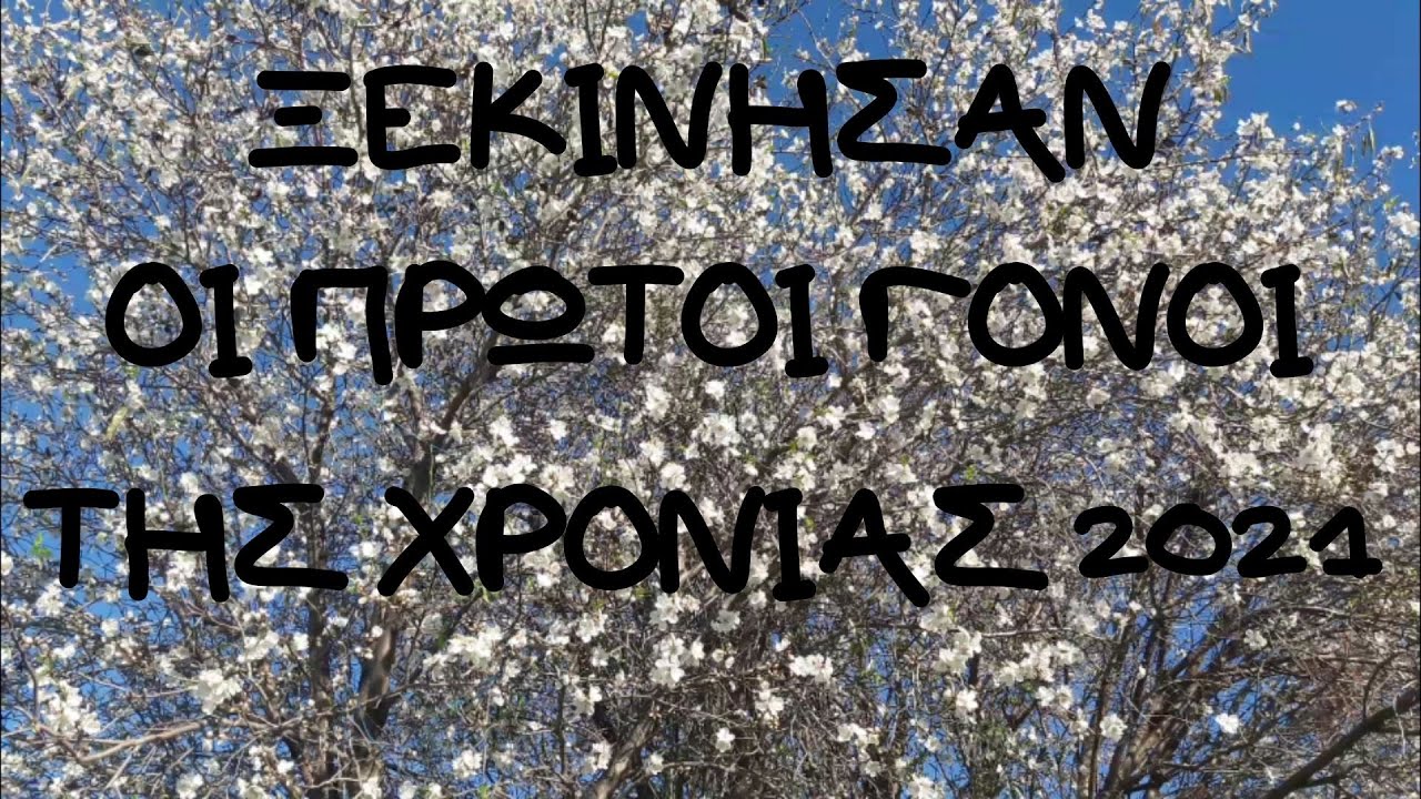 ΤΙ ΚΑΝΩ ΟΤΑΝ ΞΕΚΙΝΗΣΟΥΝ ΤΑ ΜΕΛΙΣΣΑΚΙΑ ΤΟΥΣ ΠΡΩΤΟΥΣ ΓΟΝΟΥΣ